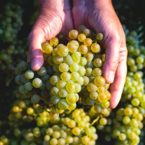 Harvest begins in Franciacorta with positive signs: “complex climate, but interesting quality”