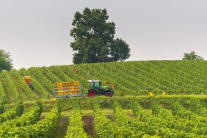 La vendemmia 2024 degli spumanti entra nel vivo, con grandi aspettative in qualità e quantità