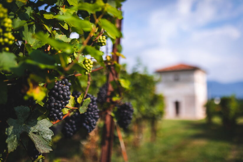 La vendemmia alla Guido Berlucchi, cantina “culla” del Franciacorta (ph: Matteo Rinaldi)