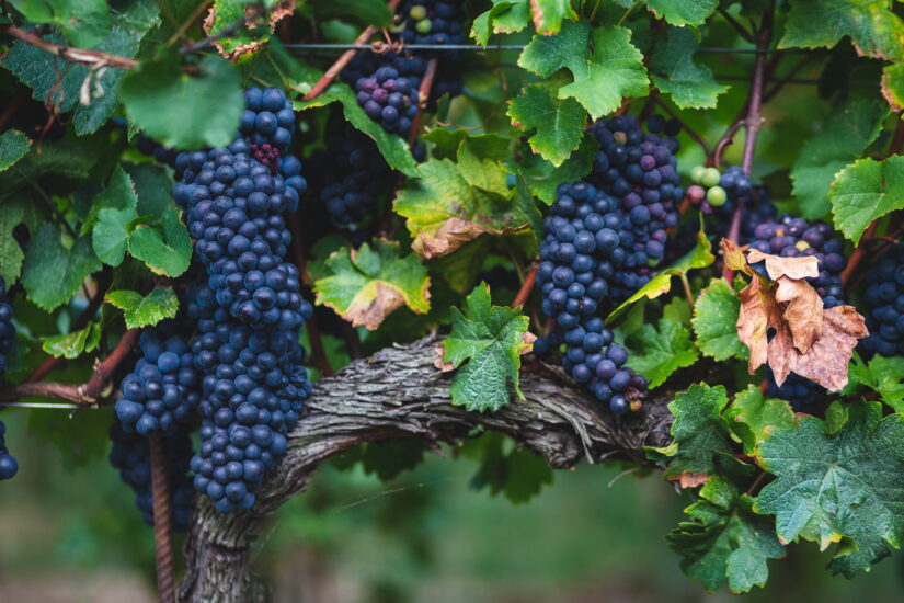 La vendemmia alla Guido Berlucchi, cantina “culla” del Franciacorta (ph: Matteo Rinaldi)