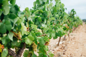 Le bollicine spagnole del Cava brindano ad una vendemmia 2024 promettente in qualità