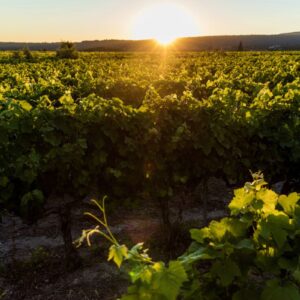 Vino: dalla vigna alla cantina, le tecniche per battere clima, eccesso di alcol e suoli impoveriti