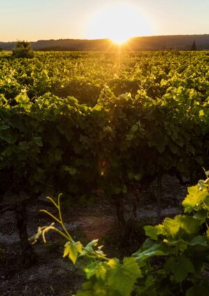 Vino: dalla vigna alla cantina, le tecniche per battere clima, eccesso di alcol e suoli impoveriti