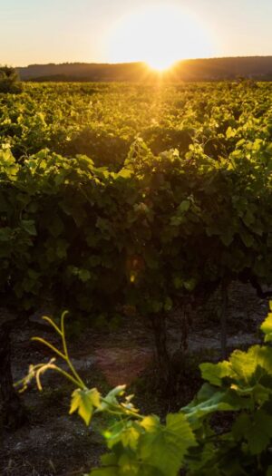 Vino: dalla vigna alla cantina, le tecniche per battere clima, eccesso di alcol e suoli impoveriti