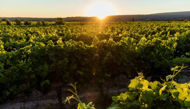 Wine: from vineyard to winery, techniques to fight climate, alcohol excess and impoverished soils