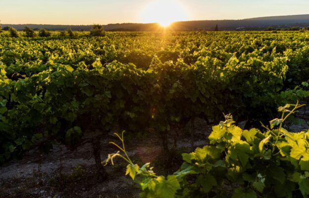 AGRICOLTURA, CALDO, CAPORALATO, CONTROLLI, LAVORATORI AGRICOLI, LAVORO, LOTTA AL CAPORALATO, MANODOPERA, WORKLIMATE, Non Solo Vino