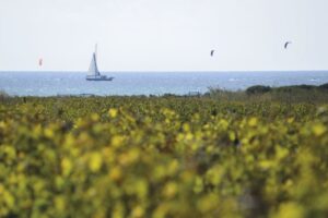 Viticoltura e spirito mutualistico fanno squadra in un “hannus orribilis” per la siccità in Sicilia