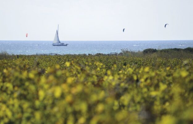 CANTINE EUROPA, COLOMBA BIANCA, COOPERATIVE, GRILLO, SICCITA', SICILIA, SINERGIE, SOCI, SPIRITO MUTUALISTICO, VENDEMMIA, VITICOLTURA, Italia