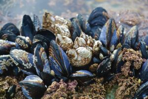 Clima, pesca sempre più in crisi: morìa di molluschi in Abruzzo, chiesto incontro in Regione