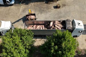 Peste suina, in Italia sei focolai. Agricoltori e animalisti: “ora costosi abbattimenti”