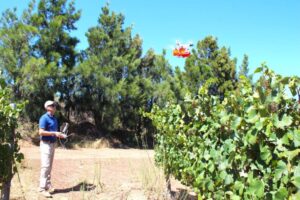 Vespe calate dal drone sui vigneti contro i parassiti: l’esperimento di Vergelegen in Sudafrica