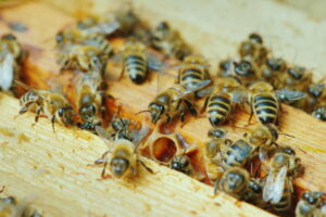 Le api del Ministero dell’Agricoltura uccise dai calabroni fanno notizia. Ma il problema è serio