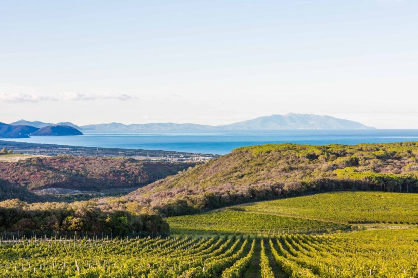 Harvest time at Tenuta Argentiera, Bolgheri, Tuscany, Italy