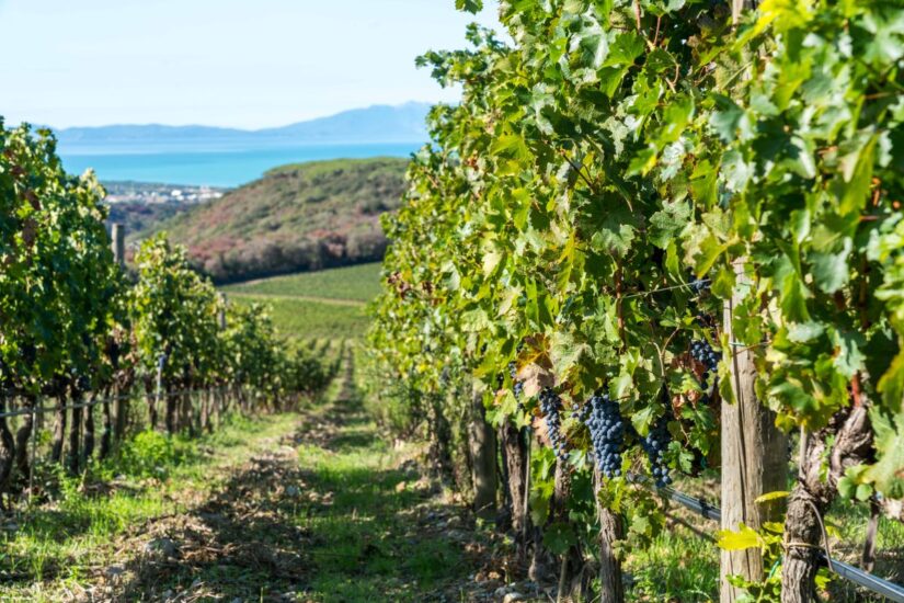 Harvest time at Tenuta Argentiera, Bolgheri, Tuscany, Italy