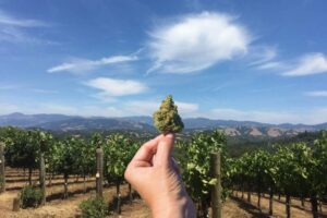 Cia e Confagricoltura al Parlamento: “fermatevi sulla cannabis light, misura inaccettabile”