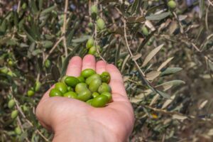 Brutte notizie per l’olio, raccolta delle olive al via, ma il calo di produzione atteso è del 32%