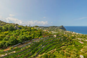 Feudi di San Gregorio lands in Ischia, with the “Costa delle Parracine” project