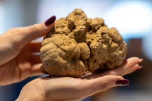 Estate troppo calda, slitta all’1 ottobre l’inizio della cerca del Tartufo Bianco d’Alba
