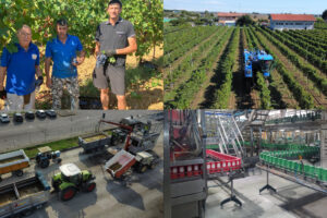 Dalle vigne alla logistica: come nasce il Tavernello, il vino più consumato del Belpaese