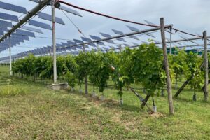 Bando Agrivoltaico poca adesione: il 3,5% delle aziende ha pannelli, il 2,5% ha fatto richiesta