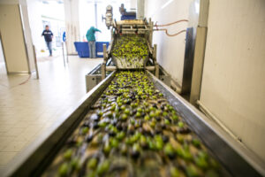 Torna a Roma il corso per diventare Evologo, il “super-esperto” di olio