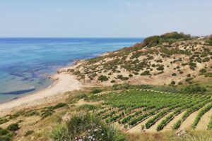 Il vino come “medium” per raccontare al mondo la bellezza dei territori italiani Il vino come “medium” per raccontare al mondo la bellezza dei territori italiani