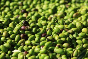 Olio d’oliva, il 2024 sarà un’annata “di scarico”: produzione stimata sulle 200.000 tonnellate