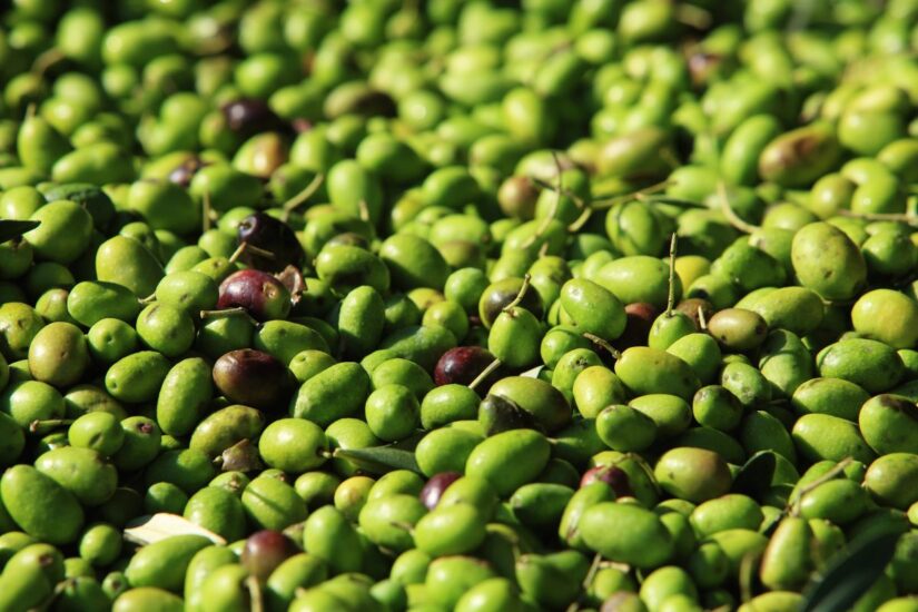 Per l’olio d’oliva italiano il 2024 non sarà una grande annata