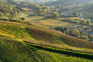 “Biodivigna”, il Manuale di innovazioni e metodi di produzione sostenibili per gestire il vigneto