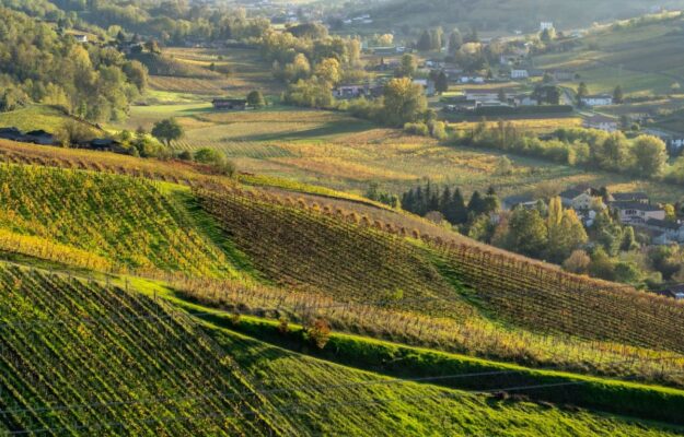 BIODIVIGNA, DISTRETTO DEL VINO DI QUALITÀ DELL’OLTREPÒ PAVESE, GESTIONE DEL VIGNETO, INNOVAZIONE, METODI DI PRODUZIONE, OLTREPÒ PAVESE, SOSTENIBILITA, VIGNETI, Italia