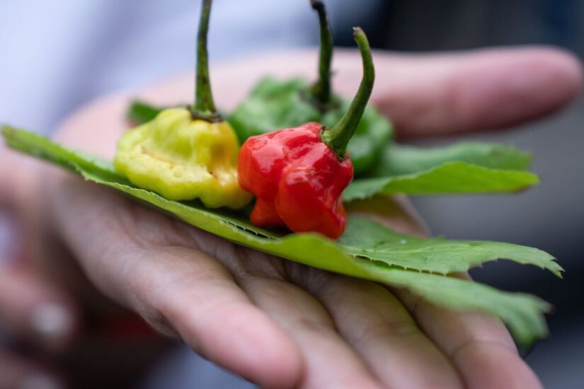 Terra Madre Salone del Gusto 2024 a Torino 