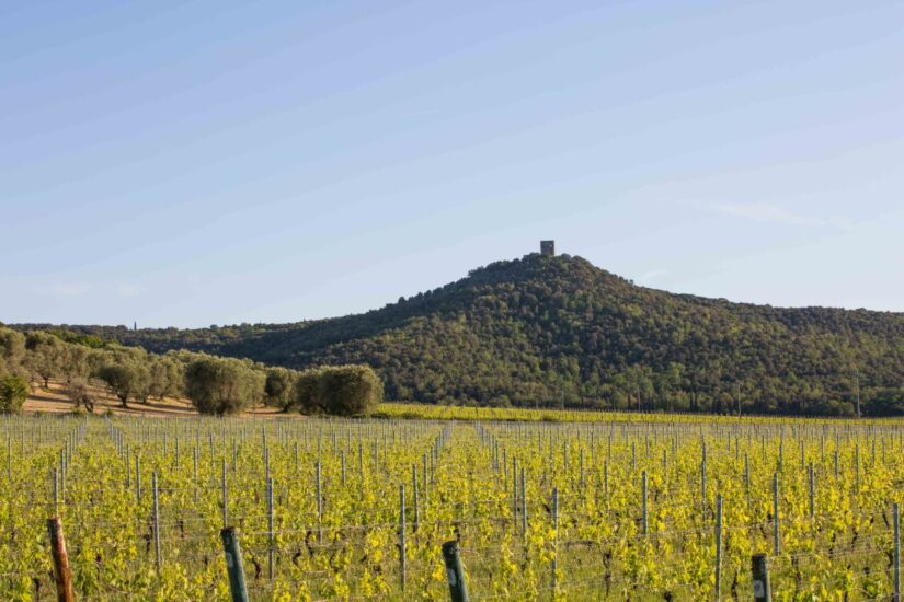 Antinori’s Tenuta Guado al Tasso, Bolgheri, Tuscany, Italy