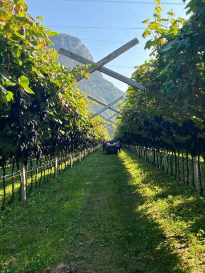 Viaggio WineNews in Trentino, per il “Trentodoc Festival”