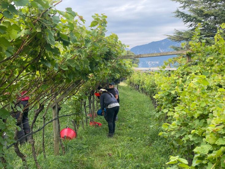 Viaggio WineNews in Trentino, per il “Trentodoc Festival”