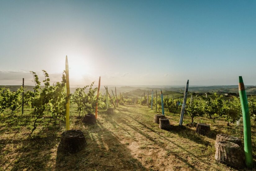 Monferrato grape harvest time, 58th edition of “Douja d’Or” , and the