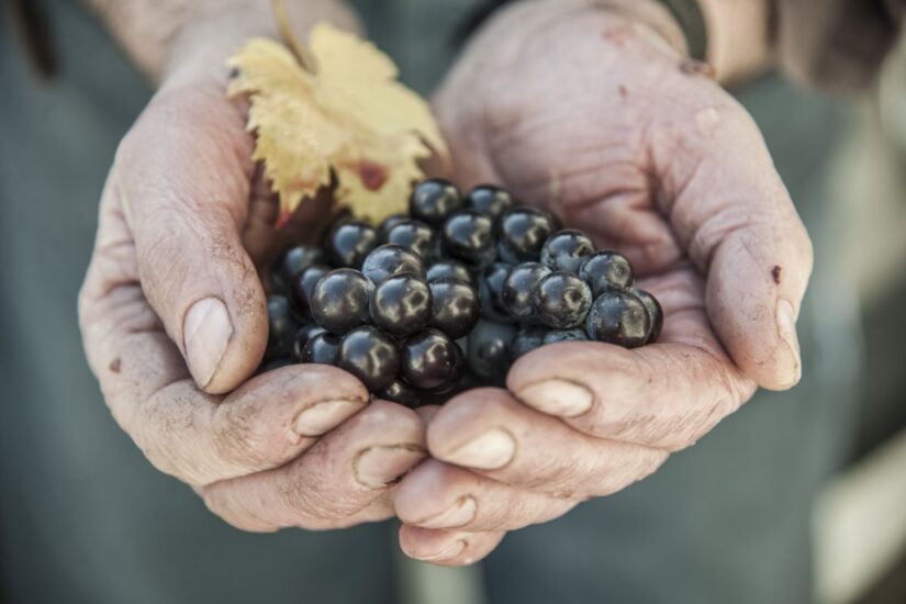 La Fattoria dei Barbi, a Montalcino, apre le porte in tempo di vendemmia del Brunello