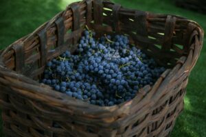 Dalla “Festa della Vendemmia” a Fontanafredda al “Festival Franciacorta in Cantina”: gli eventi