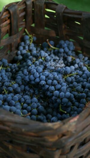 Nelle Langhe in vendemmia con &ldquo;Io Barolo&rdquo; a Castiglione Falletto e &ldquo;Serralunga Day&rdquo; a Fontanafredda