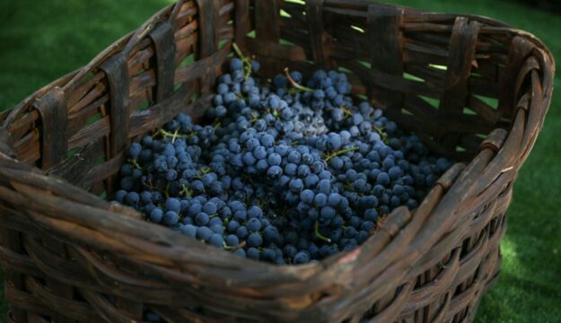 Nelle Langhe in vendemmia con &ldquo;Io Barolo&rdquo; a Castiglione Falletto e &ldquo;Serralunga Day&rdquo; a Fontanafredda