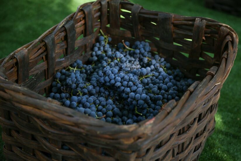 Festa della Vendemmia “Naturalmente Bohémien” al Villaggio Narrante di Fontanafredda in Langa