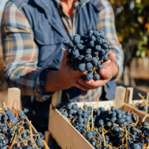 &ldquo;OltreGusto-Oltrep&ograve; Terra di Pinot Nero&rdquo;, &ldquo;ViVa, Vini Valtellina&rdquo; e &ldquo;Appuntamento Soave&rdquo;: gli eventi