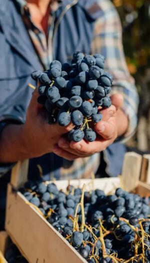 &ldquo;OltreGusto-Oltrep&ograve; Terra di Pinot Nero&rdquo;, &ldquo;ViVa, Vini Valtellina&rdquo; e &ldquo;Appuntamento Soave&rdquo;: gli eventi