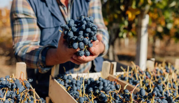 &ldquo;OltreGusto-Oltrep&ograve; Terra di Pinot Nero&rdquo;, &ldquo;ViVa, Vini Valtellina&rdquo; e &ldquo;Appuntamento Soave&rdquo;: gli eventi