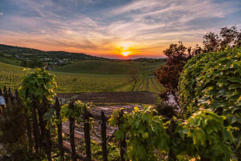 Gavi: il 92% della produzione finisce all’export