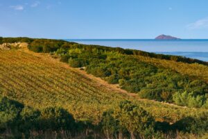 Il Sulcis, uno dei cuori della Sardegna, dove il vino racconta una storia di rinascita Il Sulcis, uno dei cuori della Sardegna, dove il vino racconta una storia di rinascita
