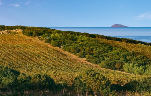 Il Sulcis, uno dei cuori della Sardegna, dove il vino racconta una storia di rinascita