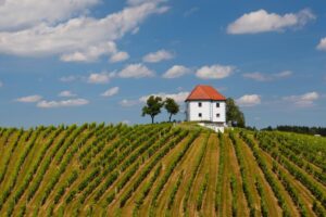 Vini emergenti: riflettori puntati sulle etichette dell’Est, dalla Slovenia alla Polonia