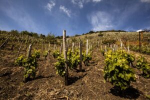 Etna Doc, more companies led by young people and virtuous economic impact on the territory grow