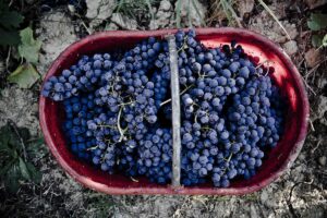 Vino italiano: una vendemmia 2024 in crescita sul 2023, ma sotto la media, e il futuro da scrivere
