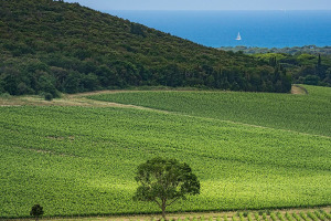 I Quaderni di WineNews - Bolgheri